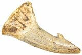 Fossil Sawfish (Onchopristis) Rostral Barb - Morocco #366702-1